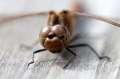 Korento11 800px